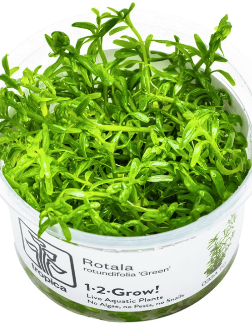 Rotala Rotundifolia 'Green'