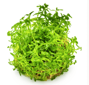 Rotala Rotundifolia 'Green'