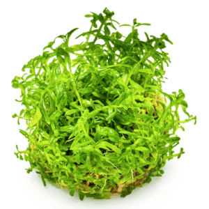 Rotala Rotundifolia 'Green'
