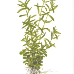 Rotala Rotundifolia 'Green'