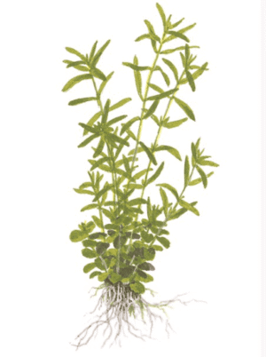 Rotala Rotundifolia 'Green'