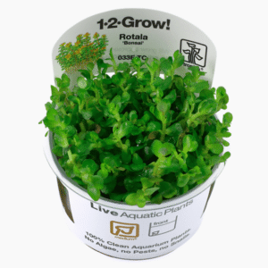 Rotala Indica 'Bonsai'