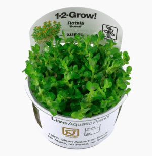 Rotala Indica 'Bonsai'