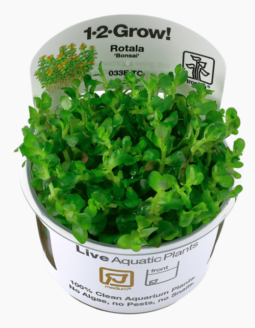 Rotala Indica 'Bonsai'