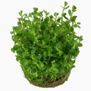 Rotala Indica 'Bonsai'