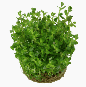 Rotala Indica 'Bonsai'