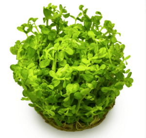 Rotala Indica 'Bonsai'