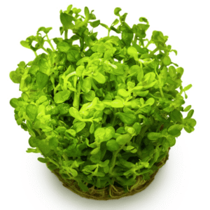 Rotala Indica 'Bonsai'