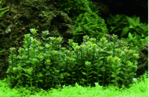 Rotala Indica 'Bonsai'