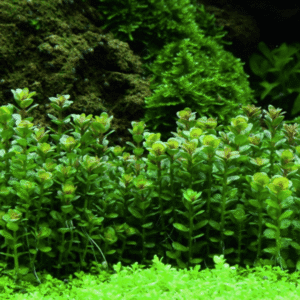 Rotala Indica 'Bonsai'