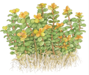 Rotala Indica 'Bonsai'