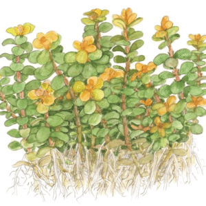 Rotala Indica 'Bonsai'