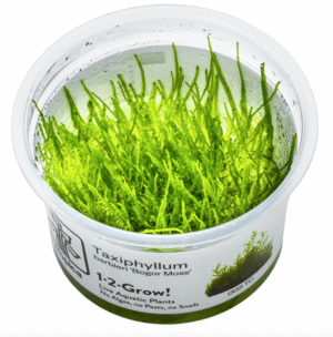 Taxiphyllum Barbieri 'Bogor Moss'