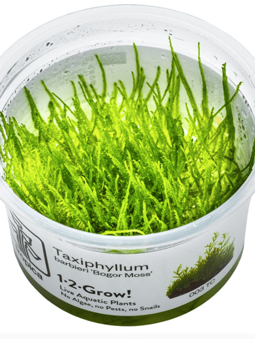 Taxiphyllum Barbieri 'Bogor Moss'