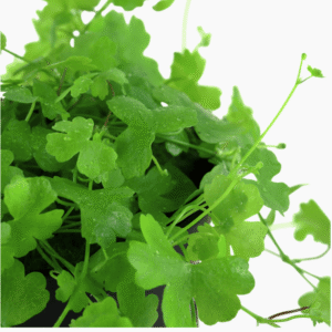 Hydrocotyle Tripartita