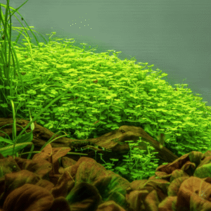 Hydrocotyle Tripartita