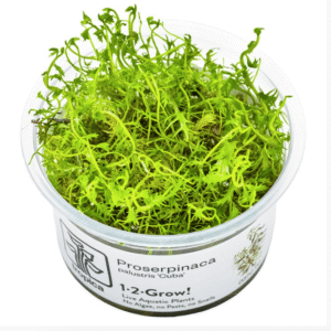 Proserpinaca Palustris 'Cuba'