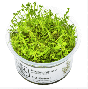 Proserpinaca Palustris 'Cuba'