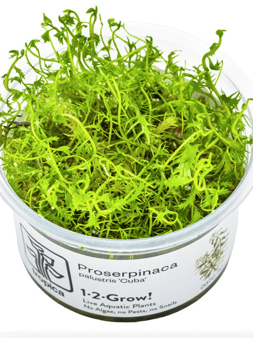 Proserpinaca Palustris 'Cuba'