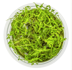 Proserpinaca Palustris 'Cuba'