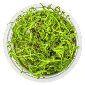 Proserpinaca Palustris 'Cuba'