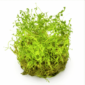 Proserpinaca Palustris 'Cuba'