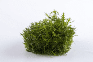 Proserpinaca Palustris 'Cuba'