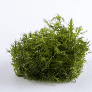 Proserpinaca Palustris 'Cuba'