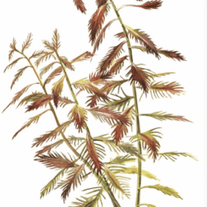 Proserpinaca Palustris 'Cuba'