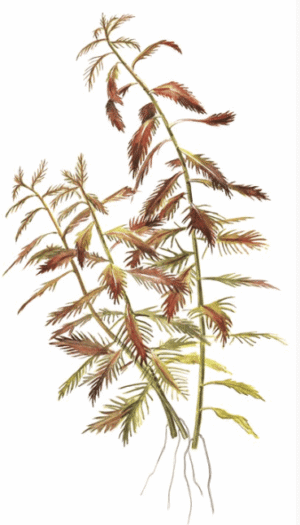 Proserpinaca Palustris 'Cuba'