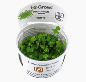 Hydrocotyle Tripartita