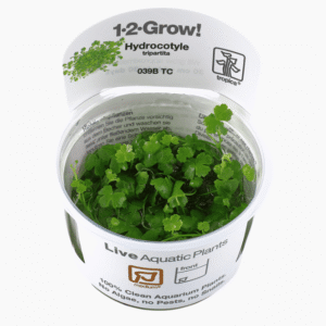 Hydrocotyle Tripartita