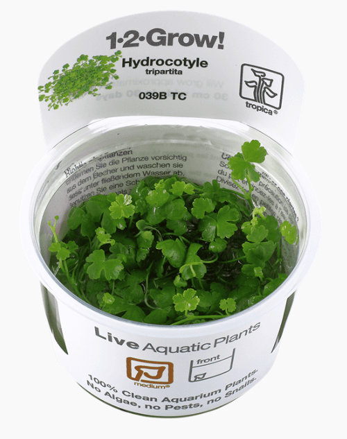 Hydrocotyle Tripartita