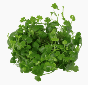 Hydrocotyle Tripartita