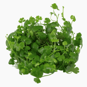 Hydrocotyle Tripartita