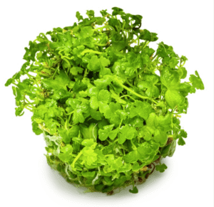 Hydrocotyle Tripartita