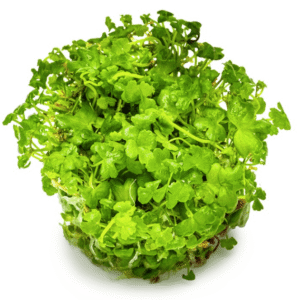 Hydrocotyle Tripartita