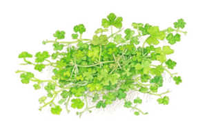 Hydrocotyle Tripartita