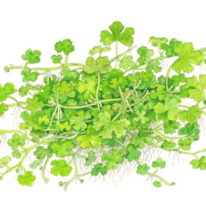 Hydrocotyle Tripartita