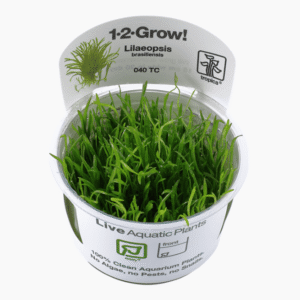 Lilaeopsis Brasiliensis