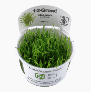 Lilaeopsis Brasiliensis