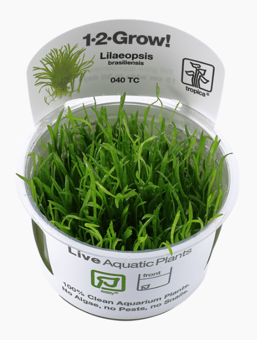 Lilaeopsis Brasiliensis