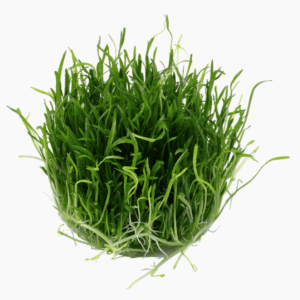 Lilaeopsis Brasiliensis