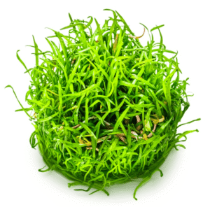 Lilaeopsis Brasiliensis