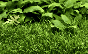 Lilaeopsis Brasiliensis