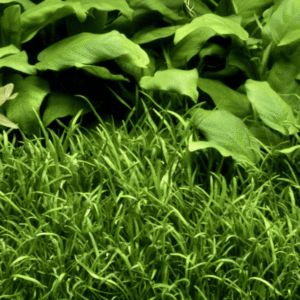 Lilaeopsis Brasiliensis