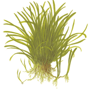 Lilaeopsis Brasiliensis