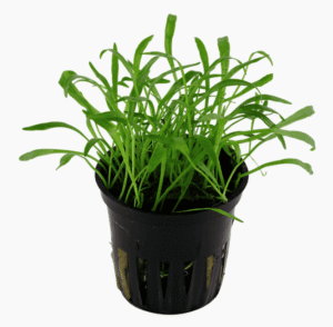 Lilaeopsis Brasiliensis