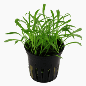 Lilaeopsis Brasiliensis