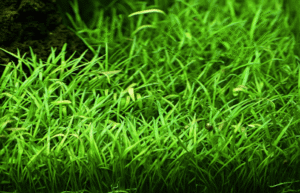 Lilaeopsis Brasiliensis